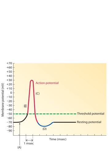 MATCHING: ART     The following questions refer to the accompanying diagram of an action potential. Segments of the action potential are labeled A-D. Match the letters to the corresponding statements below. -Pre-threshold stage