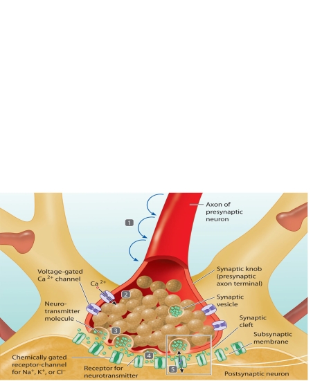    The accompanying figure relates to neurotransmitter secretion. Match the steps highlighted in the figure (steps 1-5) with the statements using the letter key below. -Neurotransmitter is released by exocytosis