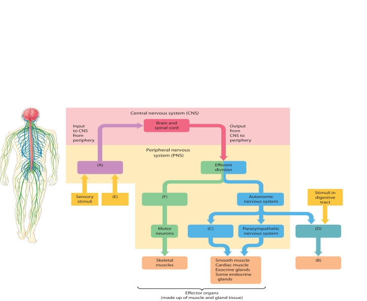 The following questions refer to the accompanying diagram of the organization of the nervous system. Six of the division have been removed and replaced with letters A-F. Match the letter with list of missing terms below to complete the diagram. -Digestive organs only