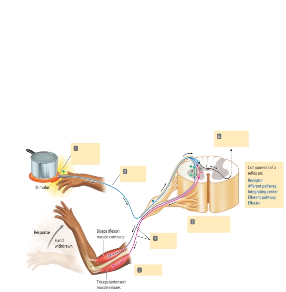 The accompanying figure relates to the diagram of the withdrawal reflex. The basic steps in the reflex are labeled in the diagram 1-6. Match the steps with the descriptions using the key below. -Muscle effectors contract and relax