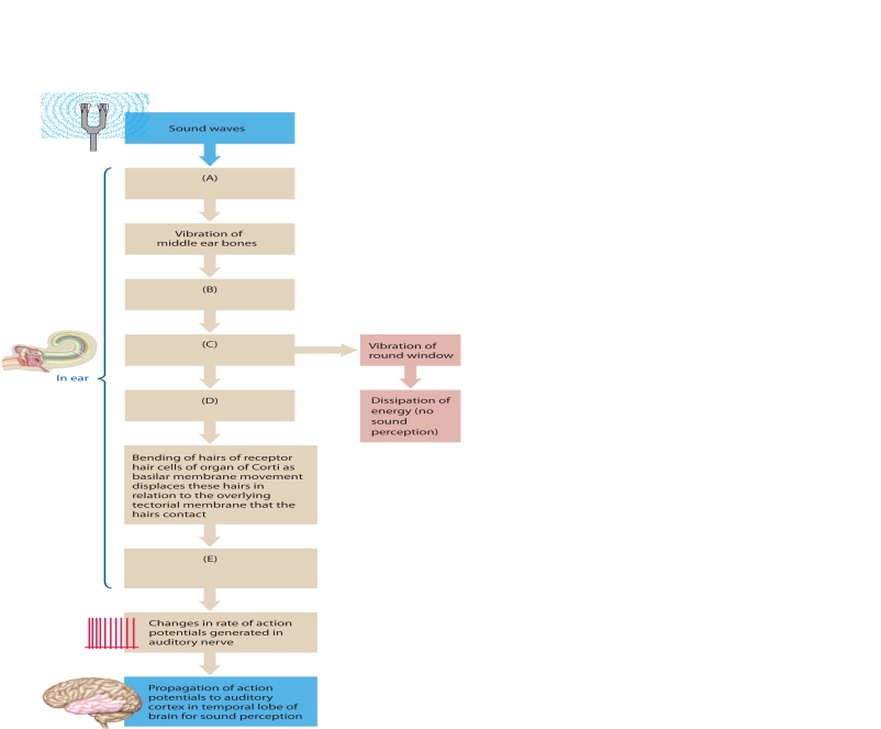 The following questions refer to the accompanying diagram of the pathway for sound transduction. Five of the division have been removed and replaced with letters A-E. Match the letter with list of missing terms below to complete the diagram. -vibration of oval window