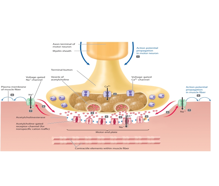    The accompanying figure relates to events at the neuromuscular junction. Match the steps highlighted in the figure (steps 1-9) with the statements using the letter key below. -action potential triggers opening of voltage-gated calcium channels in motor neuron axon terminal