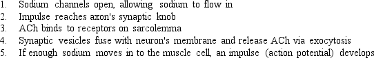 <strong>Sequence the following events involved in muscle cell contraction </strong> A) 1, 2, 3, 4, 5 B) 2, 1, 3, 4, 5 C) 2, 4, 3, 1, 5 D) 3, 4, 5, 1, 2 E) 3, 5, 2, 1, 4