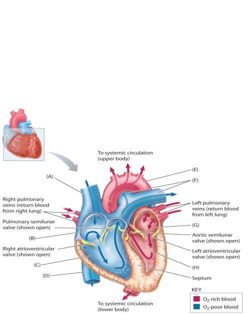 MATCHING: ART The following questions refer to the accompanying diagram of the heart. Eight structures (vessels or chambers) labels have been removed and replaced with letters A-H. Match the letter with list of missing terms below to complete the diagram. -right ventricle