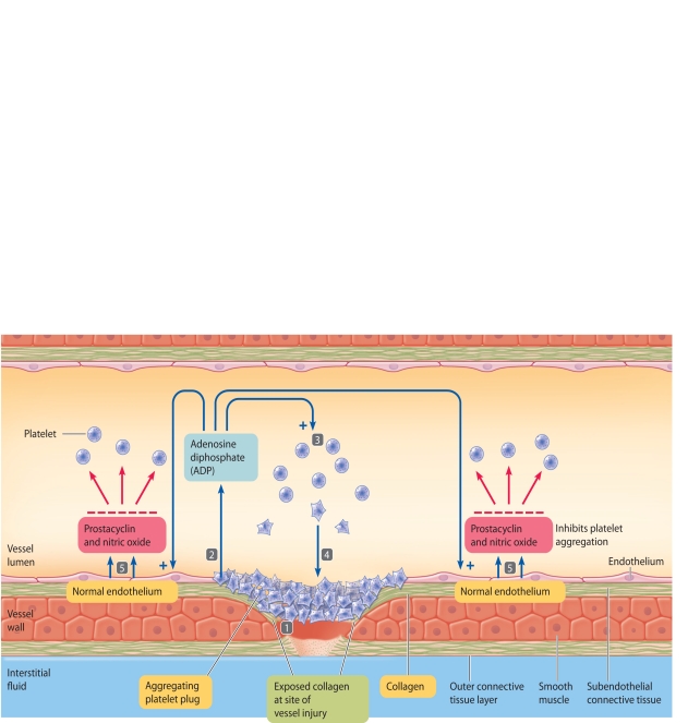 The accompanying figure relates to the formation of a platelet plug. Match the steps highlighted in the figure (steps 1-5) with the statements using the letter key below. -activated platelet release ADP