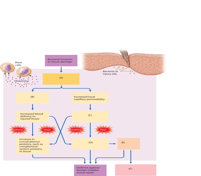 The following questions refer to the accompanying diagram of the manifestations of inflammation. Six of the manifestations have been removed and replaced with letters A-F. Match the letter with list of missing terms below to complete the diagram. -release of histamine by mast cells