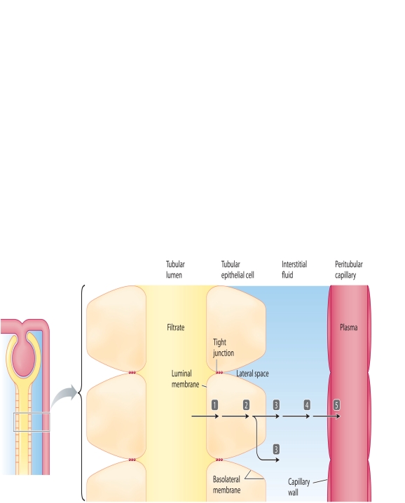 MATCHING: ART The accompanying figure relates to the steps of transepithelial transport. The barriers a substance must cross are labeled in the diagram 1-5. Match the sequence of barriers crossed with the descriptions using the key below. -interstitial fluid