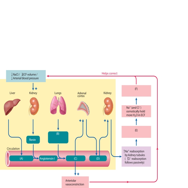 The following questions refer to the accompanying diagram of the steps of the activation and function of the renin-angiotensin-aldosterone system. Six of the molecules/actions have been removed and replaced with letters A-F. Match the letter with list of missing terms below to complete the diagram. -sodium and chloride conserved