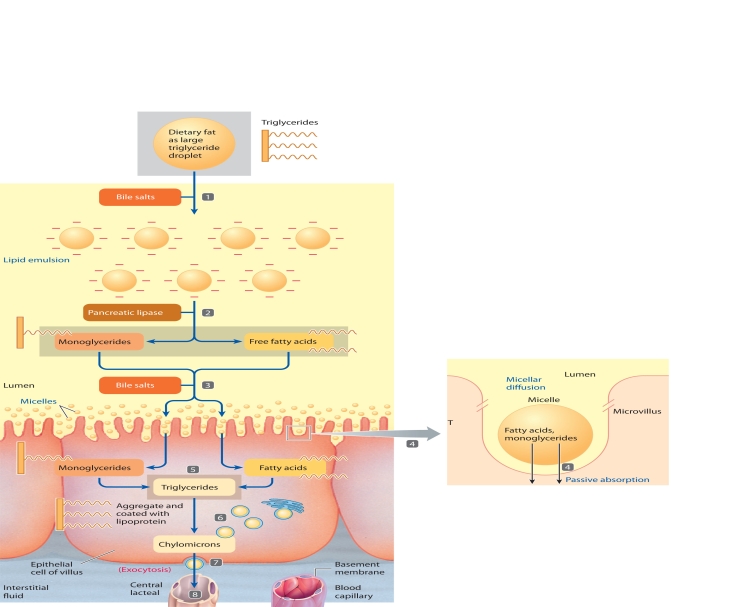 MATCHING: ART The accompanying figure relates to lipid digestion and absorption. Match the steps highlighted in the figure (steps 1-8) with the statements using the letter key below. -Micelle moves to brush border, fatty acids and monoglyceride diffuse into cell