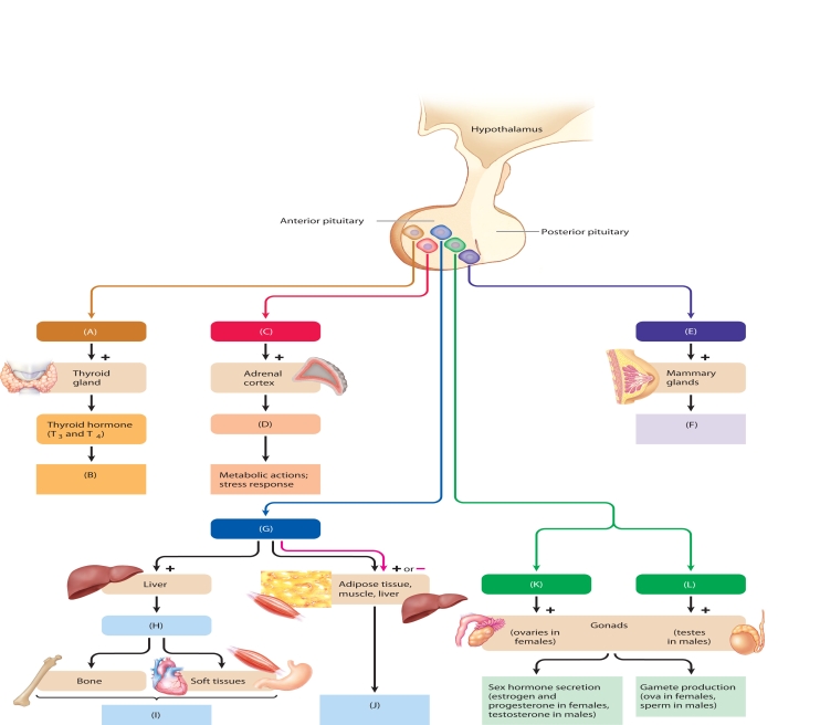 MATCHING: ART The following questions refer to the accompanying diagram of the function of the anterior pituitary hormones. Twelve of the hormones and actions have been removed and replaced with letters A-L. Match the letter with list of missing terms below to complete the diagram. -ACTH