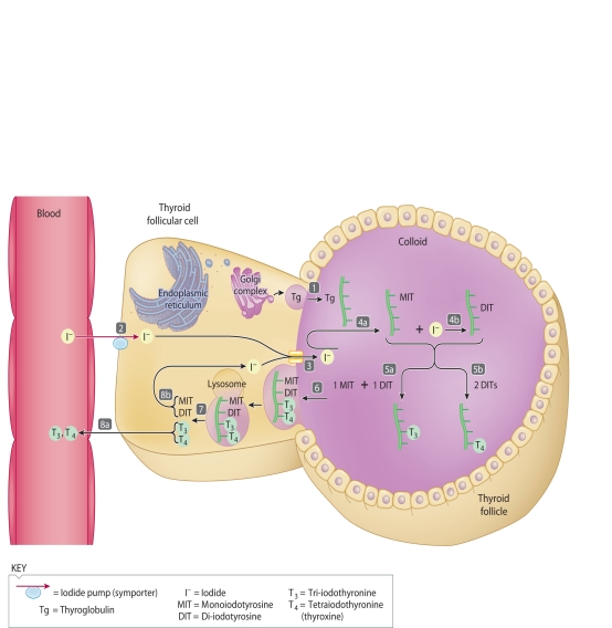 The accompanying figure relates to the synthesis of thyroid hormones. The basic steps in the reflex are labeled in the diagram 1-8b. Match the steps with the descriptions using the key below. -T3 and T4 diffuse into blood