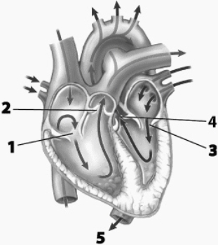 Use this figure to answer the corresponding questions. Which structures are open during isovolumetric relaxation?    <div style=padding-top: 35px> 