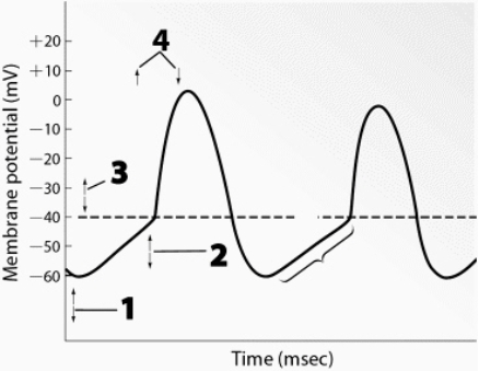 Use this figure to answer the corresponding questions. This graph shows the electrical activity for one of the heart's    <div style=padding-top: 35px> 