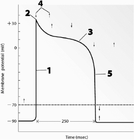 Use this figure to answer the corresponding questions. Identify the location(s) that indicates when fast calcium channels open within the cell.    <div style=padding-top: 35px> 