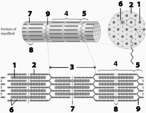 Use this figure to answer the corresponding questions. Some questions may have more than one answer. Number ____ identifies the functional unit of skeletal muscle.