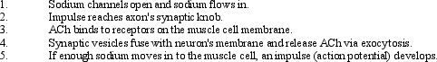 <strong>Sequence the following events involved in muscle cell contraction:  </strong> A) 1, 2, 3, 4, 5 B) 2, 1, 3, 4, 5 C) 2, 4, 3, 1, 5 D) 3, 4, 5, 1, 2 E) 3, 5, 2, 1, 4 <div style=padding-top: 35px> 