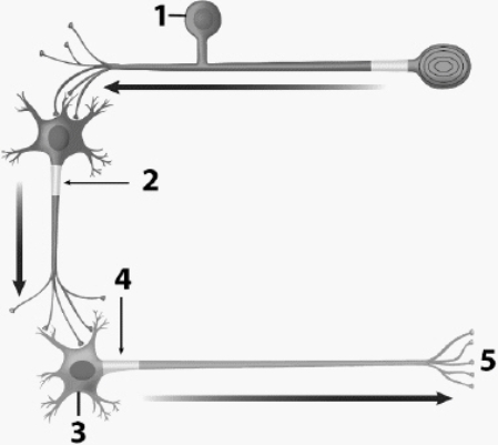 Use the figure above to answer the corresponding questions. Neurotransmitter is released from which site(s)?