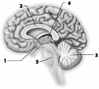 Use this figure to answer the corresponding questions. Which number identifies the part of the brain that is important in balance and planning and executing voluntary movement?    <div style=padding-top: 35px> 