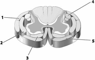 Use this figure to answer the corresponding questions. Which number identifies the tract that conducts impulses to neurons resulting in a person being able to raise the arm when asked to do so?    <div style=padding-top: 35px> 