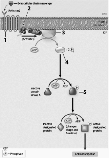 Use this figure to answer the corresponding questions. This figure shows a. the mechanism by which some lipid-soluble hormones affect their target cells b. the way insulin affects certain cells c. the method in which IP3 forms d. a common second messenger system for hormone that is derived from cholesterol e. none of these