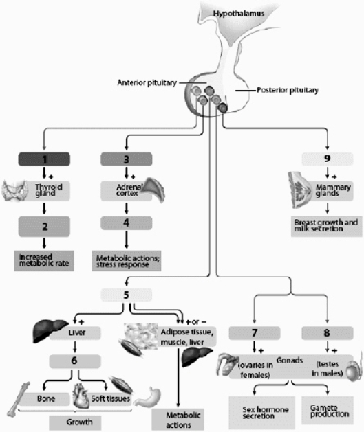 Use this figure to answer the corresponding questions. Name all hormones shown in this figure that are classified as tropic hormones, and place the appropriate numbers by the hormone names.