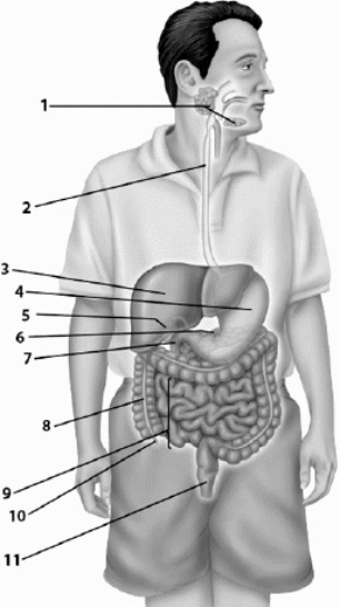 Use this figure to answer the corresponding questions. Match the following statements with all appropriate organ number(s). Some numbers may be used more than once.