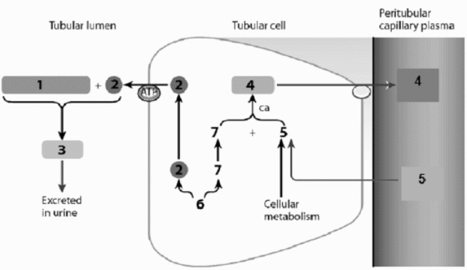 Use this figure to answer the corresponding questions. In this figure ____________________ is labeled number ____ and is being reabsorbed, while ____________________ labeled number ____ is being secreted.  <div style=padding-top: 35px> 