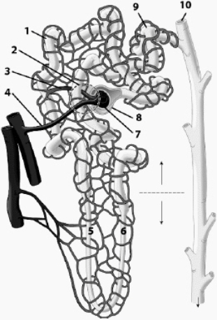 Match the number on the figure to the structure's location, and match the structure with all letters that correspond to appropriate functions. Some letters may be used more than once, or not at all. Read all statements to make sure you include all letters that apply.     Glomerulus: Location ____________________ Function(s) ____________________<div style=padding-top: 35px> 