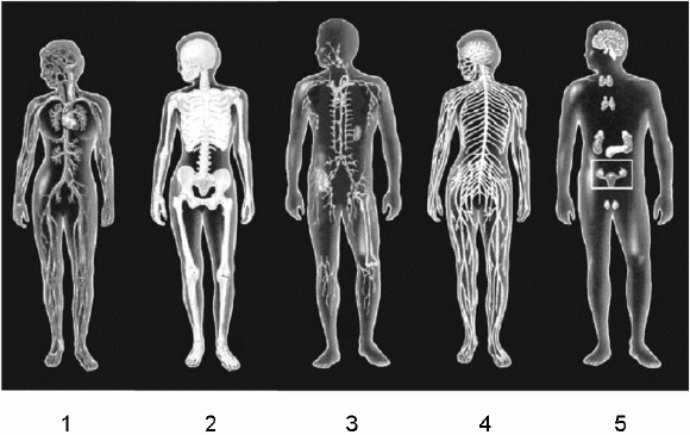 Use the figure above to answer the corresponding questions. Which number identifies the system that serves as a regulatory system in which the duration of activity is more important than the speed of activity?