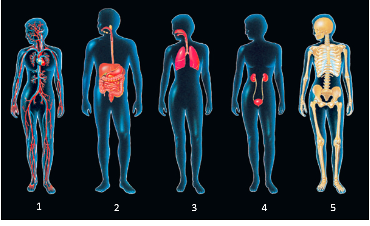 Figure 1-5 -Which numbered diagram depicts the site of nutrient/waste exchange between cells and the interstitial fluid?
