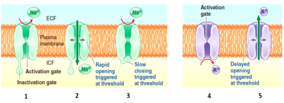Figure 4-5 Use the accompanying diagram to answer the corresponding questions. -Which number in the figure represents a closed voltage-gated potassium channel?