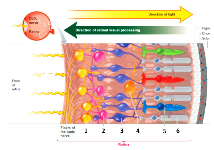 Figure 6-20 Answer the following questions using the accompanying diagram. -Which number in the accompanying figure represents a cone?