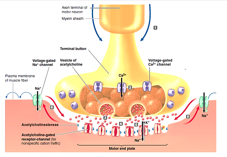 Figure 7-5 Answer the following questions using the accompanying figure -Which number in the figure shows ACh diffusing across the space separating the nerve and muscle cells and binding with receptor-channels specific for it on the motor end plate of the muscle cell membrane?
