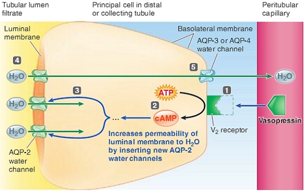 Figure 14-26 Use the figure above (Figure 14-26)to answer the corresponding questions. -Which number in the figure represents cyclic AMP increasing the opposite luminal membrane's permeability to H₂O?
