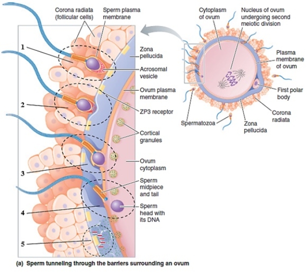 Figure 20-23a Use the figure above (Figure 20-23a)to answer the corresponding questions. -Which number in the figure represents sperm penetration of the corona radiata?