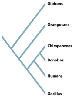 Use this evolutionary tree of humans and their closest relatives to answer Question -After chipanzees and bonobos,to whom are humans most closely related?