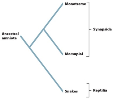 -Based on the diagram above,compare how closely related monotremes and snakes are to marsupials.
