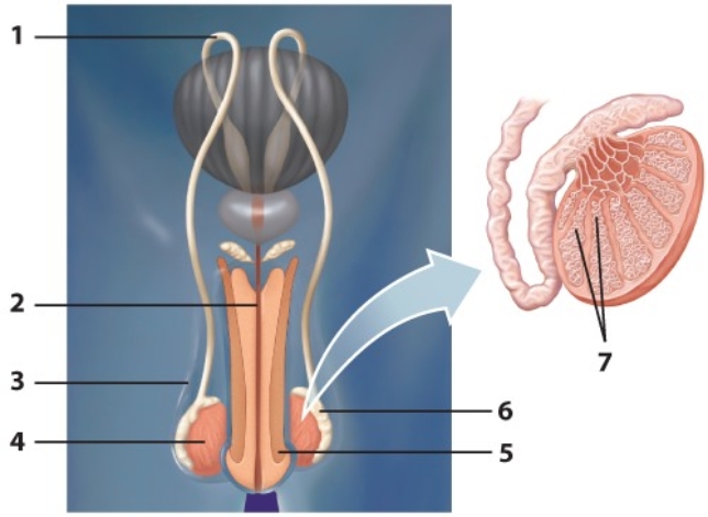 <strong>Use the diagram below to answer Questions This is the penis.</strong> A) 1 B) 2 C) 3 D) 4 E) 5