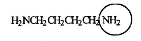 <strong>Putrescine is produced during the decay and protein breakdown of meats and is responsible for some of the odor found in them.Identify the functional group circled. </strong> A)aldehyde B)ketone C)amide D)nitrile E)amine