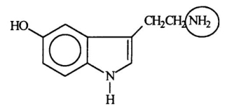 <strong>Serotonin transmits nerve impulses through the body.Identify the functional group circled. </strong> A)aldehyde B)alcohol C)amide D)amine E)nitride