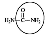 <strong>Urea carries waste nitrogen from the body in urine.Identify the functional group circled. </strong> A)aldehyde B)alcohol C)carboxyl D)amine E)amide
