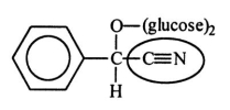 <strong>Amygdalin (Laetrile)was once touted for its potential anticancer activity.However,the claims were never scientifically verified.Identify the functional group circled. </strong> A)carbonite B)ether C)amide D)amine E)nitrile