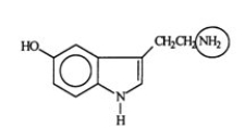 <strong>Serotonin transmits nerve impulses through the body. Identify the functional group circled.  </strong> A) aldehyde B) alcohol C) amide D) amine E) nitride <div style=padding-top: 35px> 
