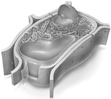 <strong>Is this an illustration of a plant cell,an animal cell,a fungal cell,or a bacteria cell? </strong> A)Plant B)Fungus C)Animal D)Bacteria
