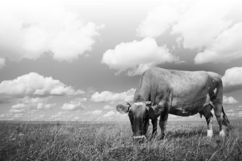 <strong>Which organism in this picture is the consumer? </strong> A)The grass B)The cow C)The clouds D)The sky