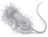<strong>Select the image that is representative of an idealized plant cell.</strong> A)   B)   C)   <div style=padding-top: 35px> 