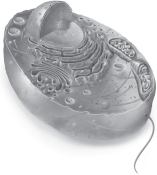 <strong>Select the image that is representative of an idealized plant cell.</strong> A)   B)   C)   <div style=padding-top: 35px> 