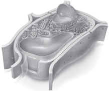 <strong>Select the image that is representative of an idealized plant cell.</strong> A)   B)   C)   <div style=padding-top: 35px> 