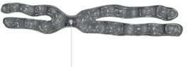 <strong>Name the part of the chromosome indicated by the arrow. </strong> A)Sister chromatid B)Gene C)Centromere D)Mitotic spindle