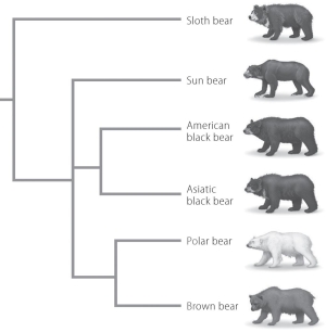 <strong>According to this phylogenetic tree,which bear is most closely related to the American black bear? </strong> A)Sun bear B)Asiatic black bear C)Polar bear D)Brown bear